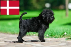 Read more about the article Criadores de Affenpinscher e cachorros na Dinamarca