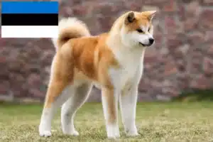 Read more about the article Criadores de Akita e cachorros na Estónia