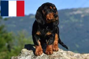 Read more about the article Criadores de Dachsbracke alpino e cachorros em França