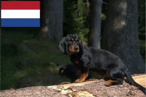 Read more about the article Criadores de Dachsbracke alpino e cachorros nos Países Baixos