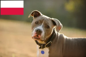 Read more about the article Criadores e cachorros de American Pit Bull Terrier na Polónia