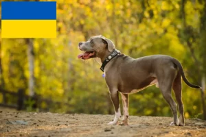 Read more about the article Criadores e cachorros de American Pit Bull Terrier na Ucrânia