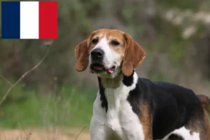 Read more about the article Anglo-Français de Petite Vénerie criadores e cachorros em França