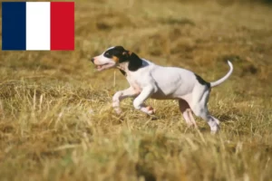 Read more about the article Criadores Ariégeois e cachorros em França