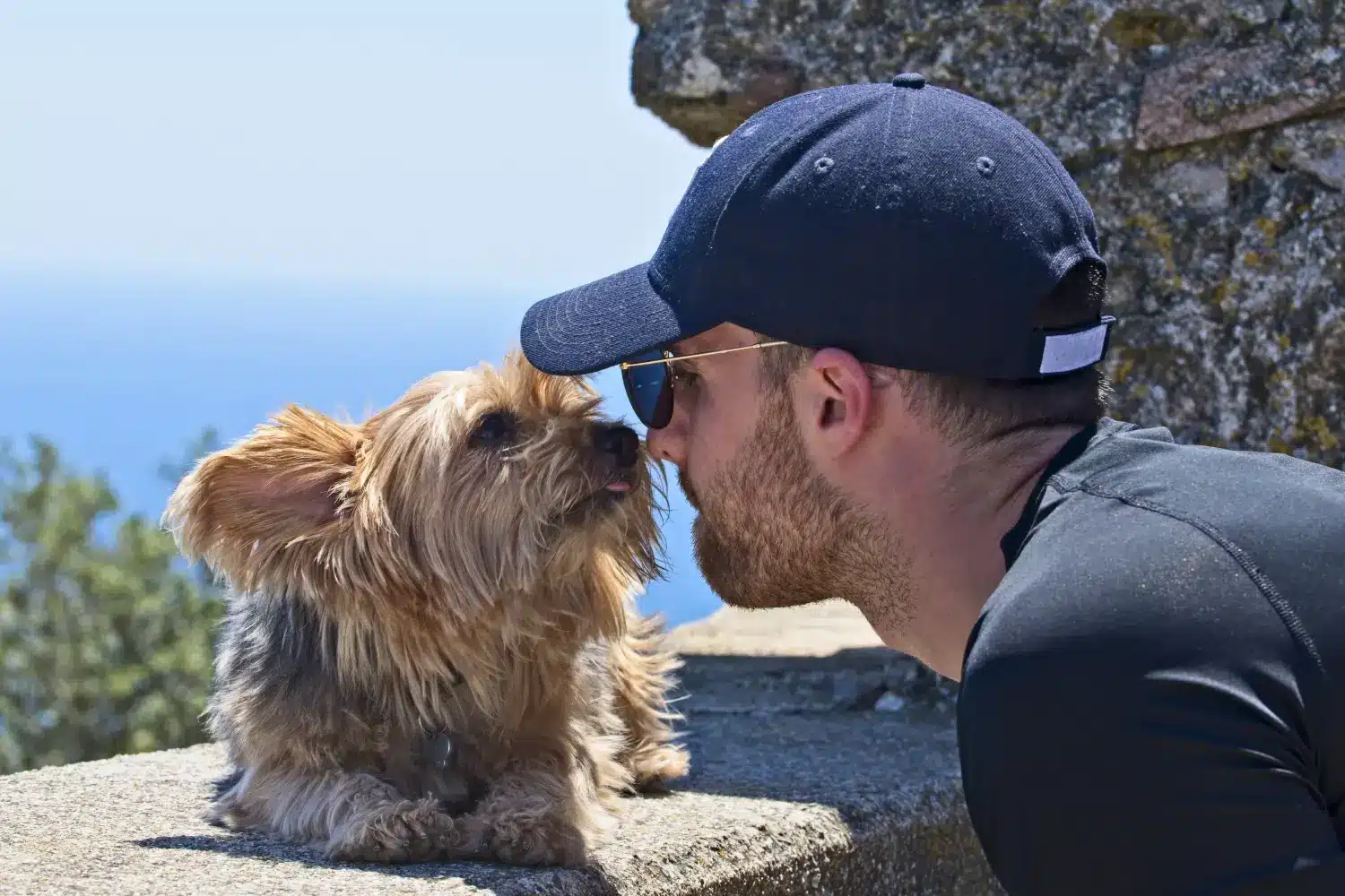 Porque é que eu gosto dos Australian Terriers