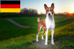 Read more about the article Criadores de Basenji e cachorros na Alemanha