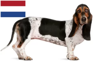 Read more about the article Basset Artésien Normand criadores e cachorros nos Países Baixos