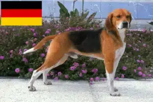 Read more about the article Criadores de Beagle Harrier e cachorros na Alemanha