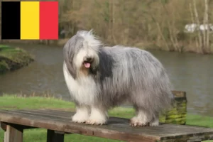 Read more about the article Criadores de Bearded Collie e cachorros na Bélgica