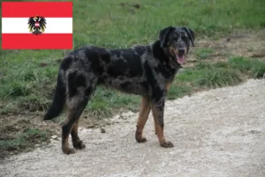 Read more about the article Criadores de Beauceron e cachorros na Áustria