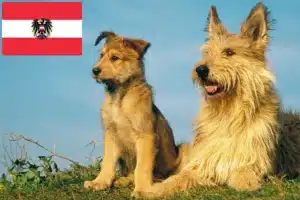 Read more about the article Berger de Picardie criadores e cachorros na Áustria