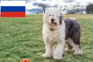 Read more about the article Criadores de Bobtail e cachorros na Rússia