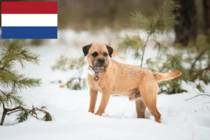 Read more about the article Criadores de Border Terrier e cachorros nos Países Baixos