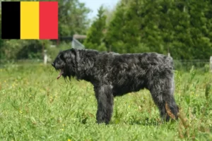 Read more about the article Criadores de Bouvier des Flandres e cachorros na Bélgica