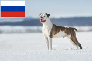 Read more about the article Criadores de Bulldog Americano e cachorros na Rússia