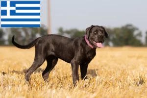 Read more about the article Criadores de Cane Corso Italiano e cachorros na Grécia