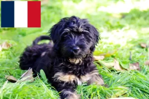 Read more about the article Cão da Serra de Aires criadores e cachorros em França