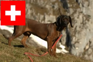 Read more about the article Criadores de Bavarian Mountain Hound e cachorros na Suíça