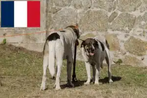 Read more about the article Cão de pastor transmontano criador e cachorros em França