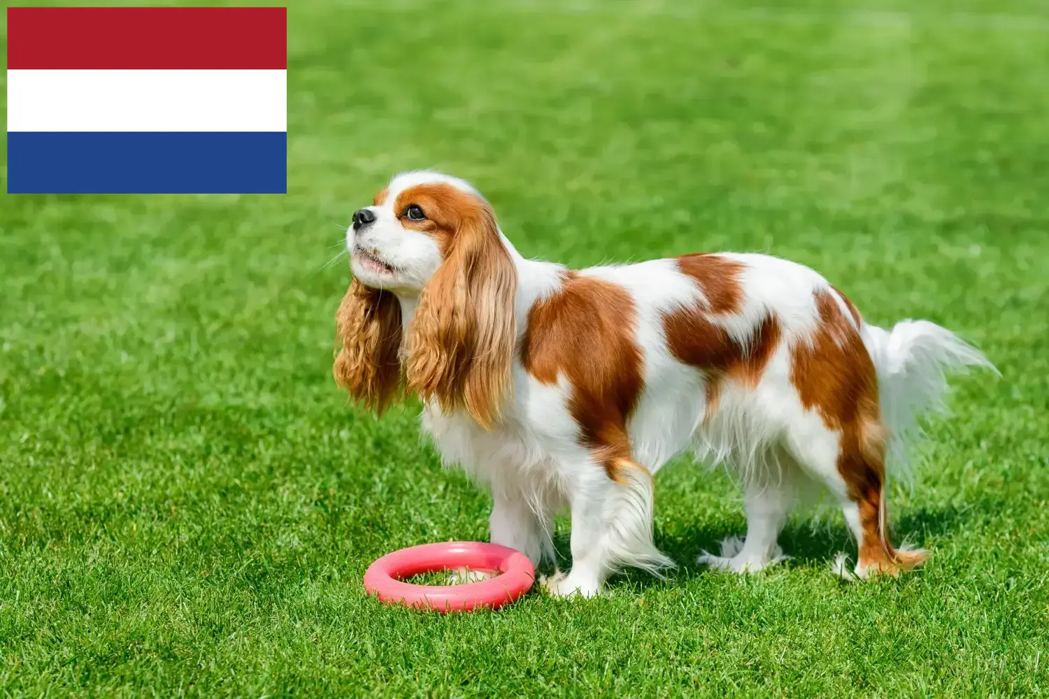 Read more about the article Criadores e cachorros de Cavalier King Charles Spaniel nos Países Baixos