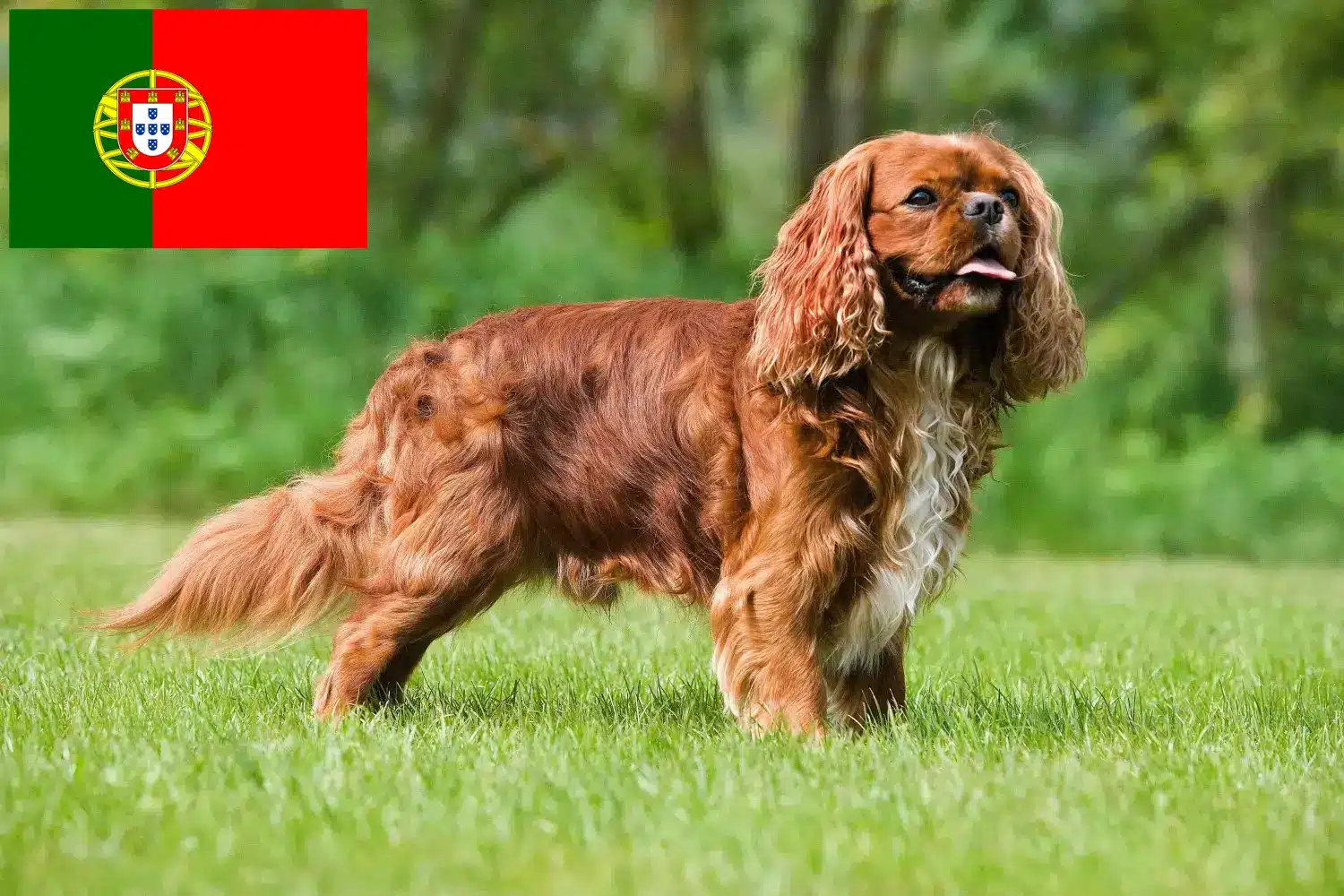 Read more about the article Criadores de Cavalier King Charles Spaniel e cachorros em Portugal