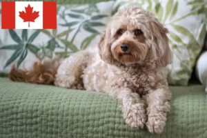 Read more about the article Criadores de Cavoodle e cachorros no Canadá