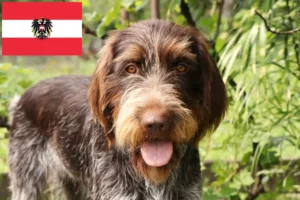 Read more about the article Český fousek criadores e cachorros na Áustria