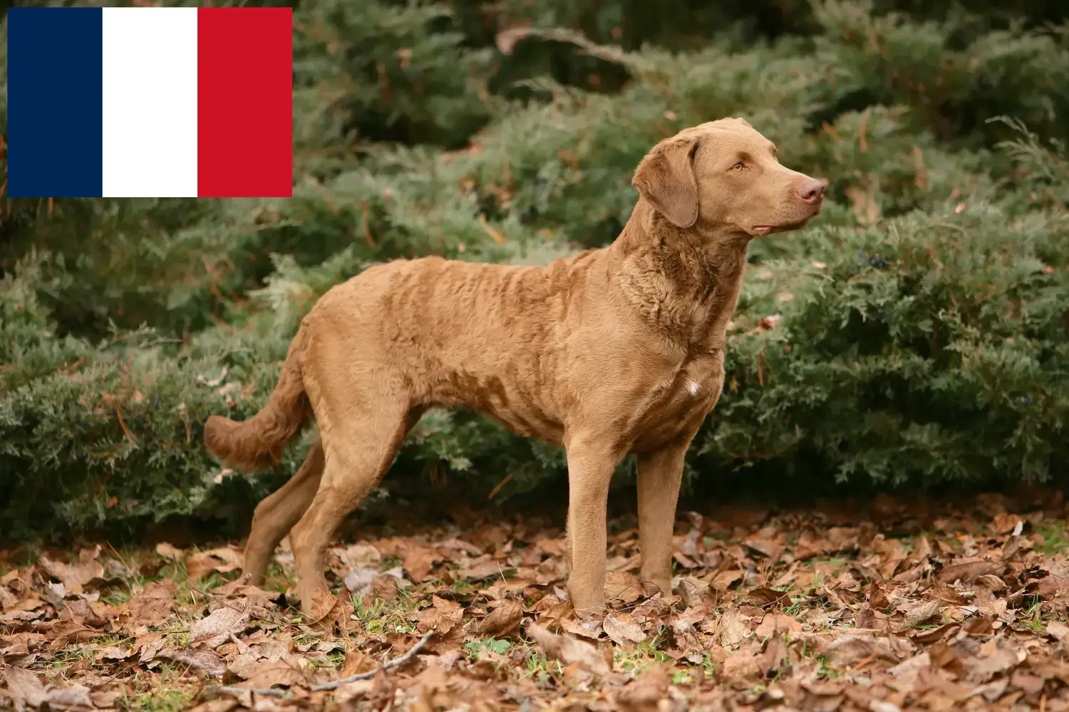 Read more about the article Criadores e cachorros de Chesapeake Bay Retriever em França