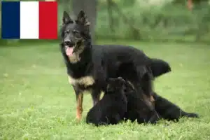 Read more about the article Criadores de Chodský pes e cachorros em França