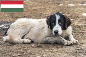 Read more about the article Ciobănesc Românesc de Bucovina criadores e cachorros na Hungria