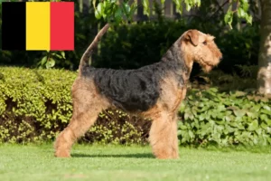 Read more about the article Criadores de Airedale Terrier e cachorros na Bélgica