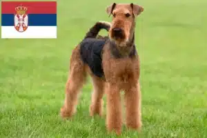 Read more about the article Criadores de Airedale Terrier e cachorros na Sérvia