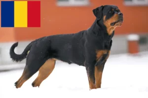 Read more about the article Criadores de Rottweiler e cachorros na Roménia