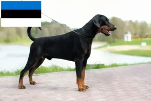 Read more about the article Criadores de Doberman e cachorros na Estónia