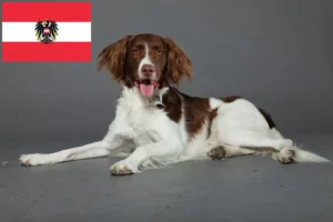 Read more about the article Criadores de Drentse Patrijshond e cachorros na Áustria