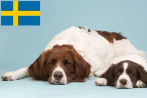 Read more about the article Criadores de Drentse Patrijshond e cachorros na Suécia