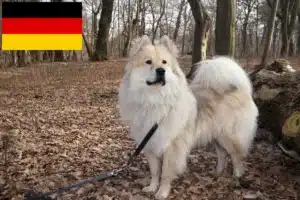 Read more about the article Criadores de Eurasier e cachorros na Alemanha