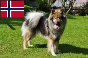 Read more about the article Criadores de Eurasier e cachorros na Noruega