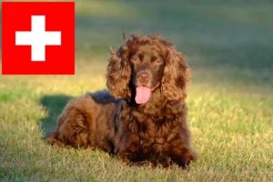 Read more about the article Criadores de Field Spaniel e cachorros na Suíça