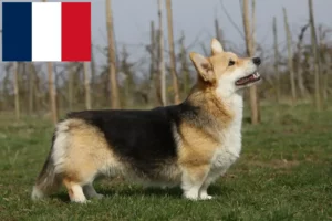 Read more about the article Criadores e cachorros de Welsh Corgi em França