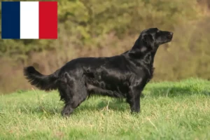 Read more about the article Criadores de Flat Coated Retriever e cachorros em França