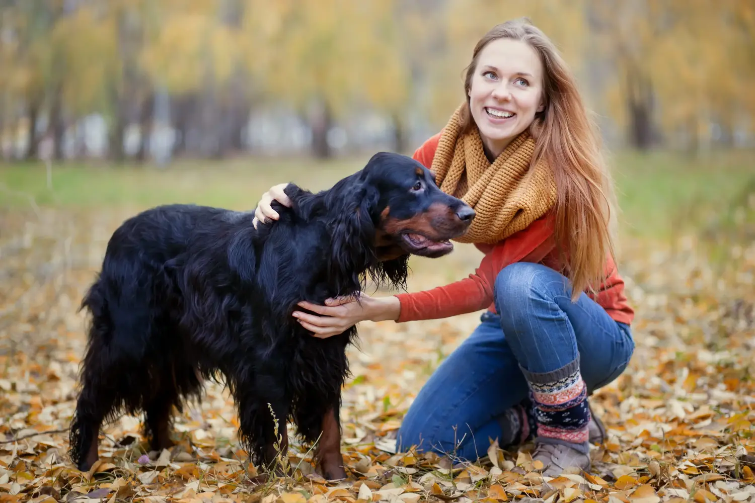 Porque é que eu adoro Gordon Setters