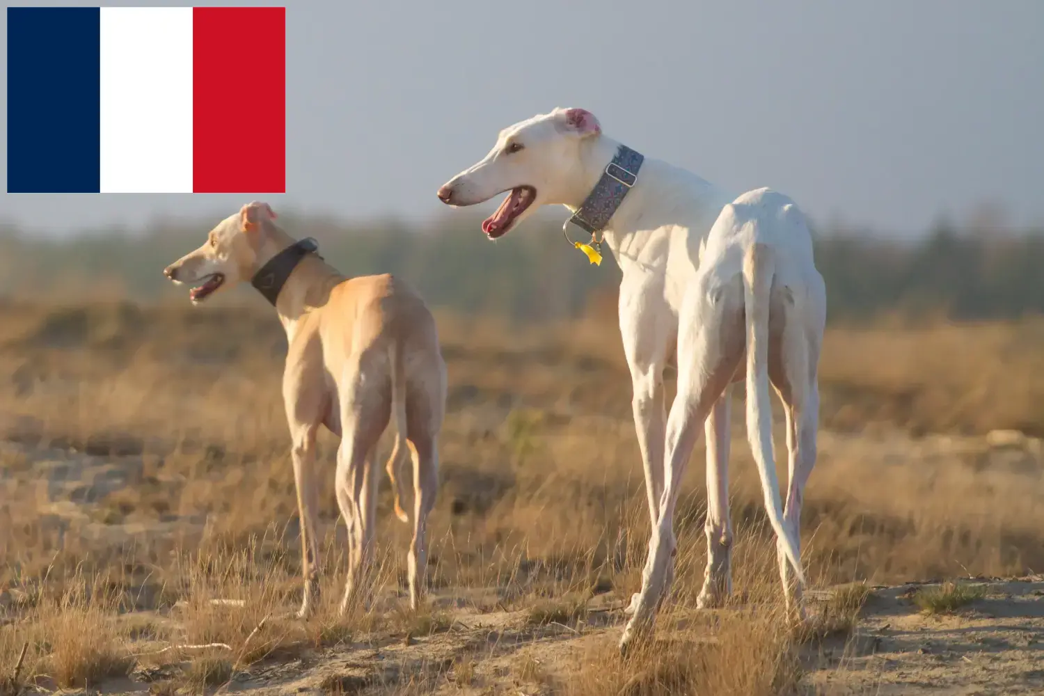 Read more about the article Mapa de criadores de Polski e cachorros em França