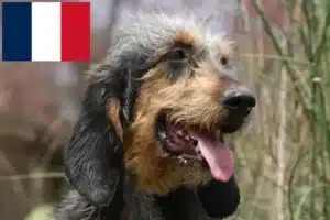 Read more about the article Criadores de Griffon Nivernais e cachorros em França