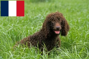 Read more about the article Criadores de Irish Water Spaniel e cachorros em França