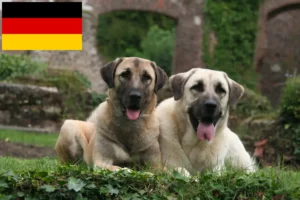 Read more about the article Criadores de Kangal e cachorros na Alemanha