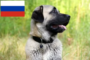 Read more about the article Criadores de Kangal e cachorros na Rússia