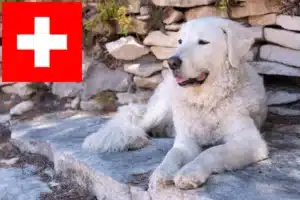 Read more about the article Criadores de Kuvasz e cachorros na Suíça