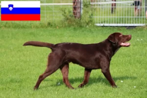 Read more about the article Criadores de Labrador e cachorros na Eslovénia