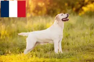 Read more about the article Criadores de Labrador e cachorros na Reunião